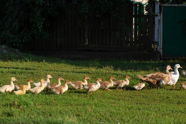 Um pato conduz seus patinhos pela estrada. Mãe pato com patinhos.