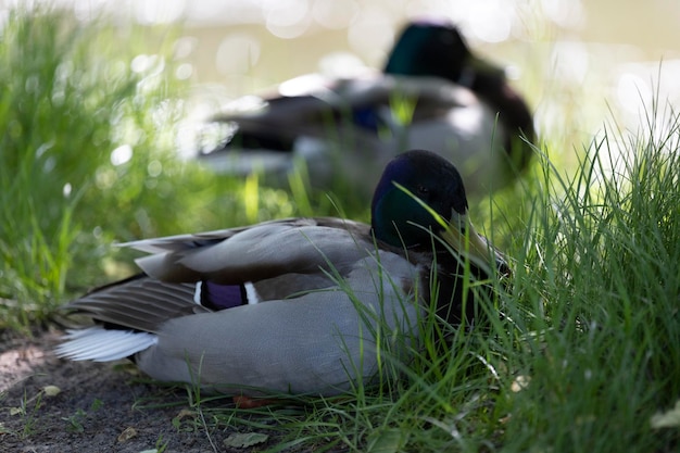 Um pato descansa na grama com a cabeça voltada para a esquerda.