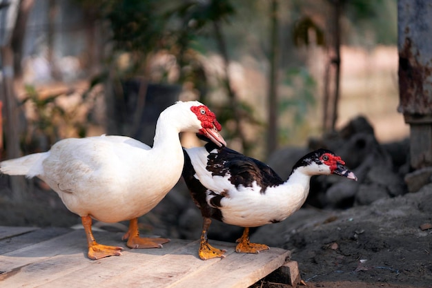 Um pato e um pato estão sobre uma plataforma de madeira.