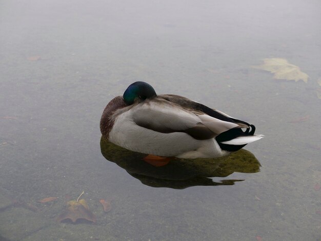 um pato está dormindo na lagoa em um dia cinza de outono