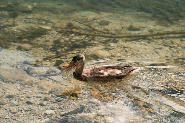 Um pato está nadando em um lago de montanha Conceito de férias tranquilas e tranquilas nas montanhas da Europa