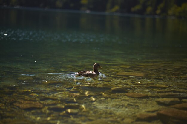 Um pato está nadando em um lago de montanha Conceito de férias tranquilas e tranquilas nas montanhas da Europa