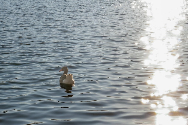 Um pato está nadando na água com o sol brilhando sobre ele.
