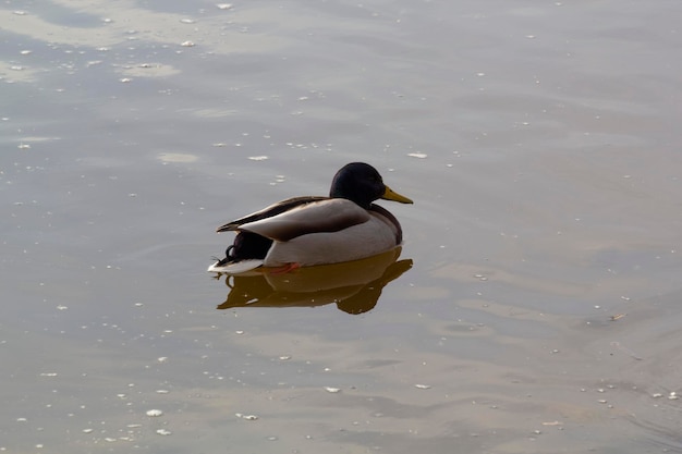 Um pato está nadando na água