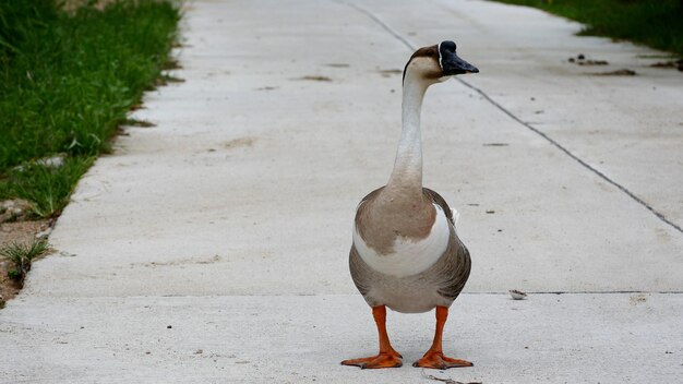 Um pato está parado em uma calçada em frente a uma calçada.