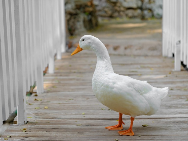 Um pato fofo na fazenda