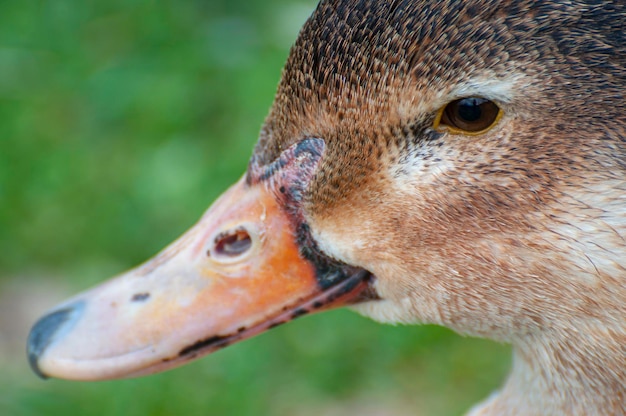 Um pato gracioso, um reflexo brilhante abaixo, uma cena tranquila do rio, capturando o ritmo da natureza na sua forma mais pura.