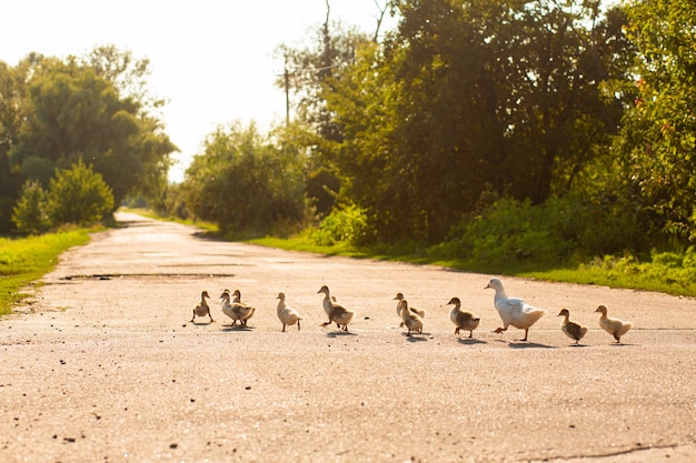 Um pato leva seus patinhos pela estrada. mãe pato com pequenos patinhos.