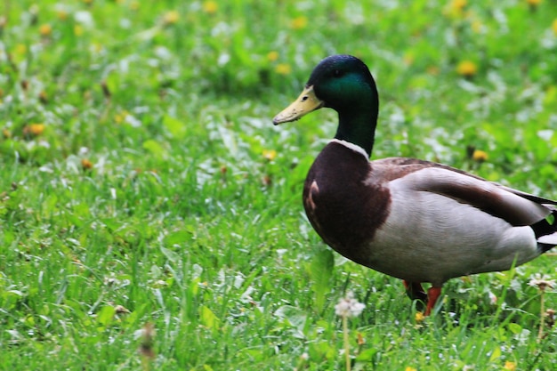 Um pato macho fechado fica na grama e reflete sobre a vida