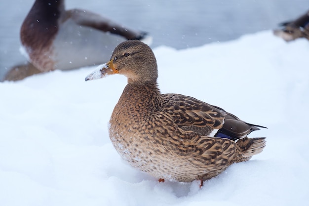 Um pato na neve