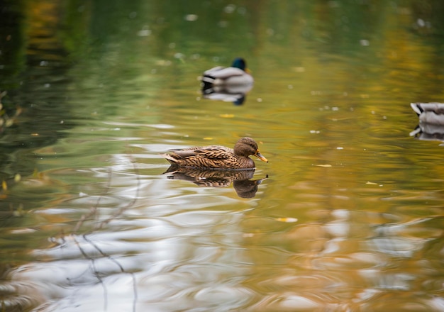 Um pato nada em um lago com um pato atrás dele.