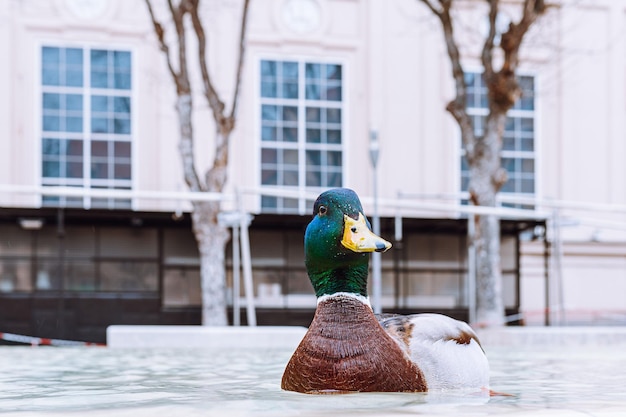 Um pato nada em uma piscina de água em frente a um prédio.