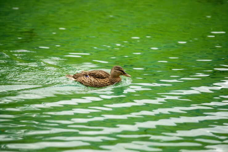 Foto um pato nadando em um lago com água verde