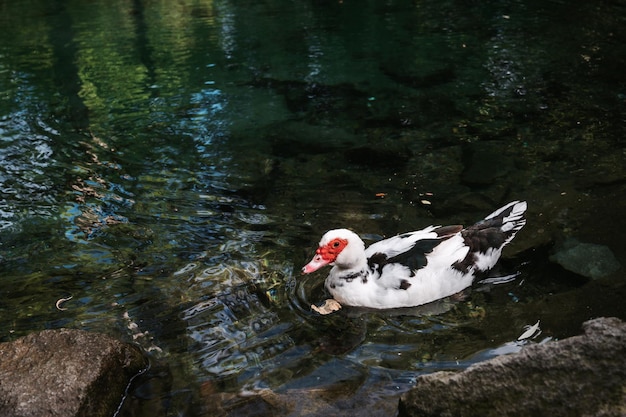 Um pato ou pato branco nada perto da margem de um lago ou lagoa em um habitat natural selvagem