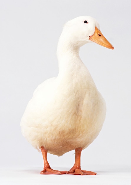 um pato que é branco