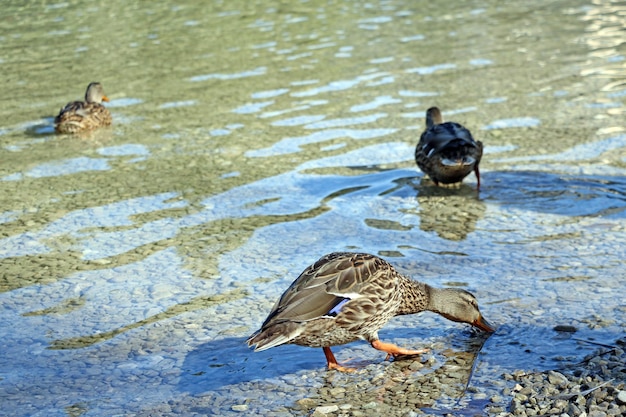 Um pato selvagem bebe água fria e limpa da montanha de um lago