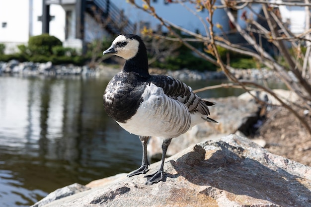 Um pato senta-se em uma pedra na frente de uma lagoa