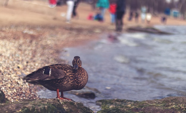 Um pato senta-se na costa e olha pelas lentes de uma câmera fotográfica. Foto de alta qualidade