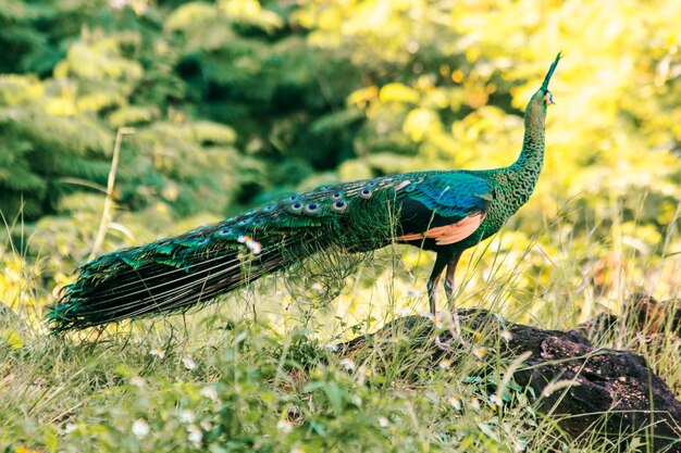 Foto um pavão a caminhar na relva.