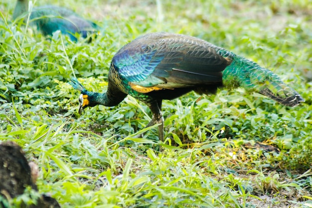 Foto um pavão a caminhar na relva.