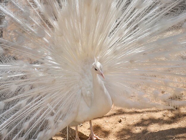 Um pavão branco com suas asas abertas