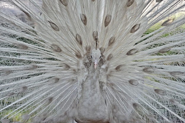 Um pavão branco com uma cauda emplumada é mostrado.