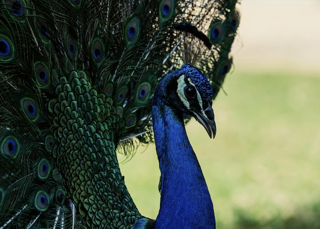 Um pavão com cabeça azul e penas verdes