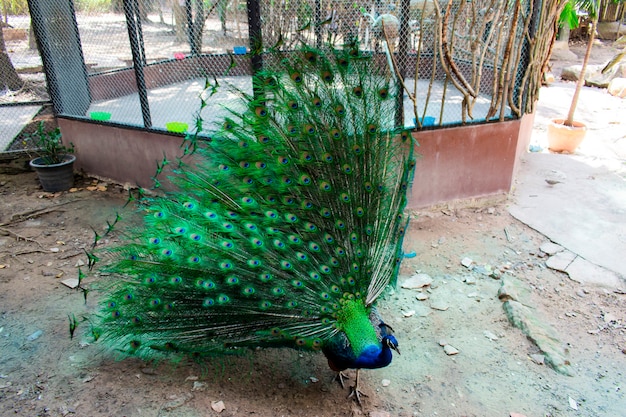 Um pavão com cauda verde e corpo azul está andando em uma gaiola mostrando sua cauda.