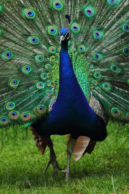 Foto um pavão num campo.