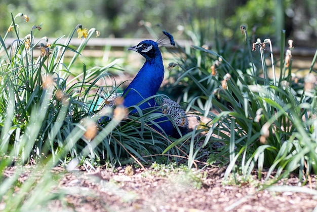 Um pavão num campo.