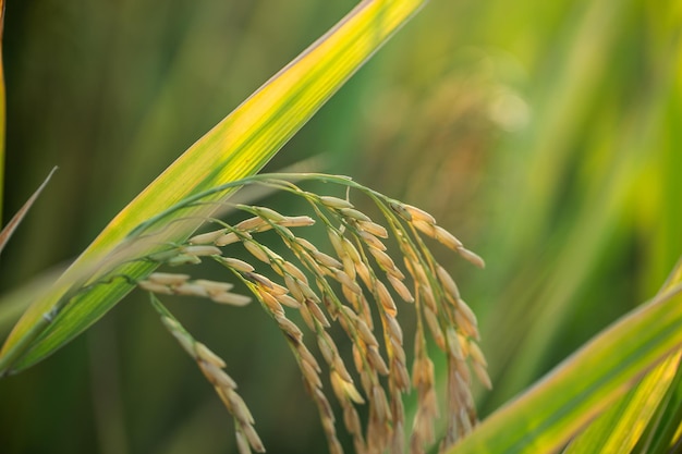 Um pedaço de arroz de arroz dourado esperando para ser colhido