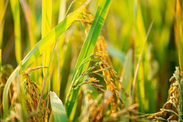 Um pedaço de arroz de arroz dourado esperando para ser colhido