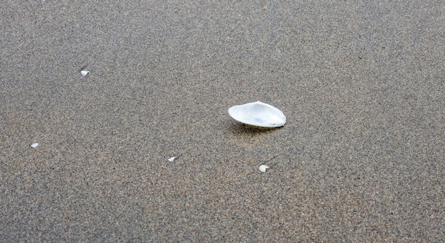 Um pedaço de mexilhão branco em uma praia arenosa