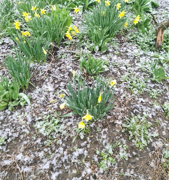 Um pedaço de neve está no chão e os narcisos amarelos estão cobertos de neve.