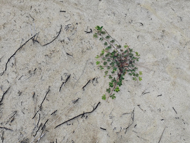 um pedaço de planta de erva daninha mimosa pudica de brotação selvagem no solo seco