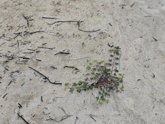 um pedaço de planta de erva daninha mimosa pudica de brotação selvagem no solo seco