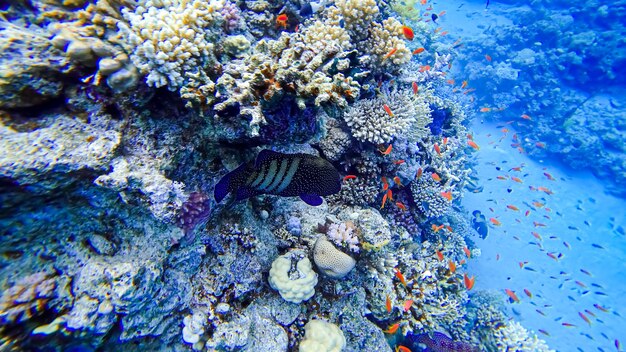 Um peixe azul escuro incrivelmente bonito com um ponto branco nada próximo aos mais belos corais do mar vermelho