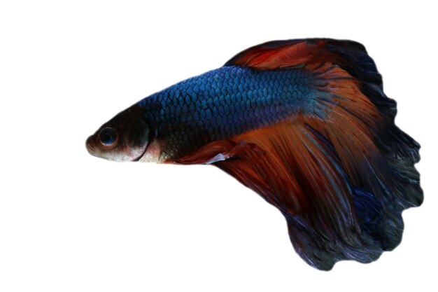 Um peixe com cauda azul e vermelha
