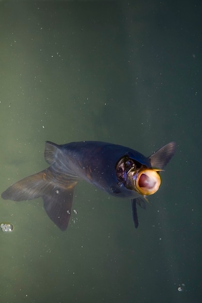 Um peixe com uma bola na boca está na água.