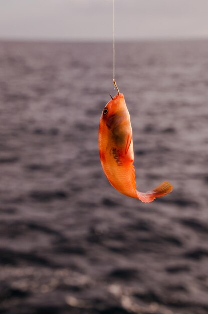 Um peixe do mar fisgado