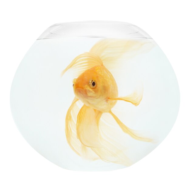 Um peixe dourado em um aquário isolado no fundo branco