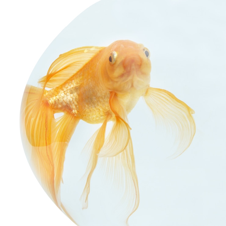 Foto um peixe dourado no aquário isolado no branco.