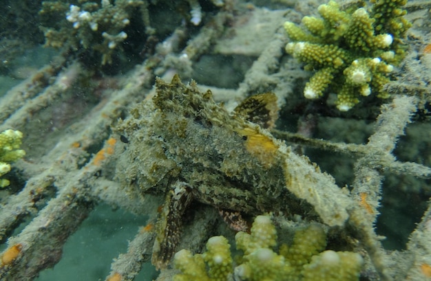 Um peixe é visto em um recife de coral.