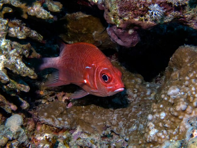 Um peixe-esquilo com manchas de cauda - sargocnetron caudimaculatum - no Mar Vermelho, no Egito