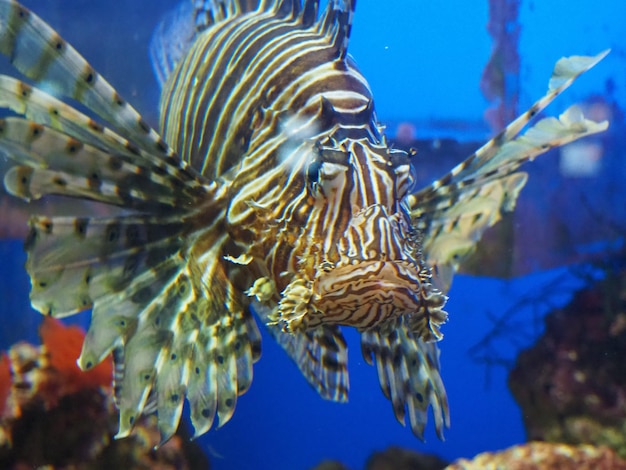 Um peixe-leão nadando em um tanque com a palavra leão nele