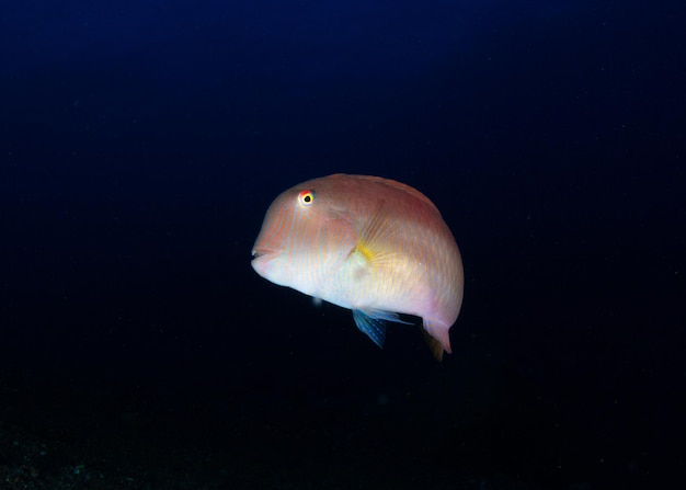 Foto um peixe ornamentado olha para um saco de plástico no meio da água perto da superfície