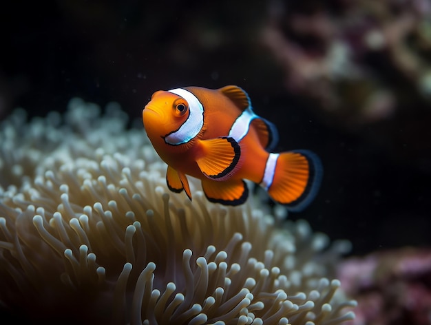 Um peixe-palhaço está nadando na água.