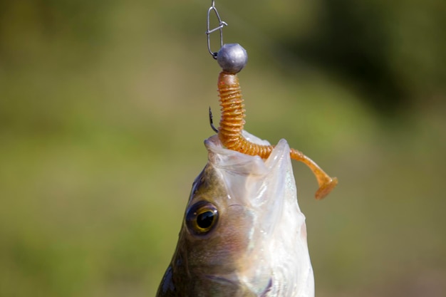 Um peixe poleiro com uma isca de silicone na boca