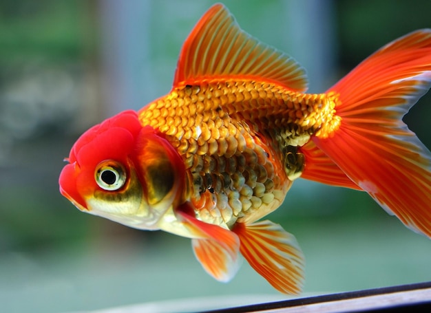 Foto um peixinho dourado com cauda vermelha e manchas brancas na cauda está nadando em um tanque.