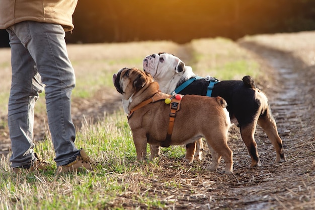 Um pensionista com buldogues britânicos ingleses treinando-os na grama no parque Treinamento de cães